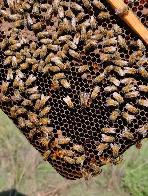 Maltese Honey