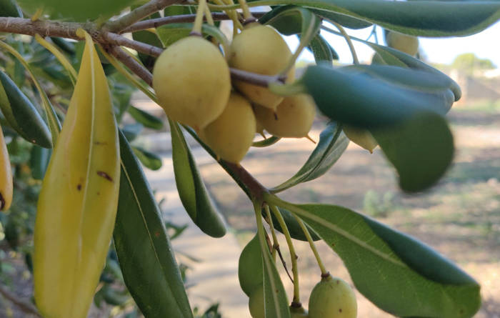 Maltese Olives